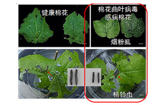 近日，微生物研究所發(fā)現(xiàn)雙生病毒調(diào)控植物免疫平衡實(shí)現(xiàn)全新生態(tài)功能